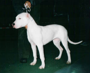 nika77.jpg